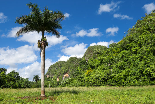 Fototapeta palm in tropical forest