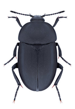 Beetle Silpha obscura on a white background
