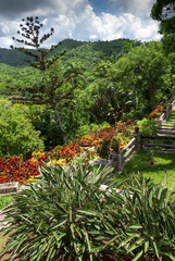 Fototapeta na wymiar tropical garden;cuba