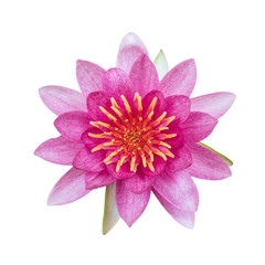 Obraz premium Lotus flower isolated on white background. This has clipping path.