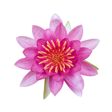 Fototapeta Lotus flower isolated on white background. This has clipping path.