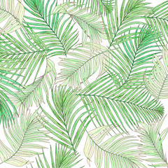 Green leaves of palm tree isolated on white background