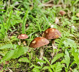 Trinity, the wild growing brown-cap boletus, birch mushroom in the grass