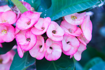 Pink euphorbia milii flowers blooming