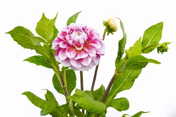 Washable wall murals Dahlia Dahlia of pink and white colors with buds on white background