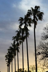 Palm trees at sunset
