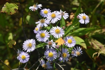 Fototapeta premium Gänseblümchen in der Lobau
