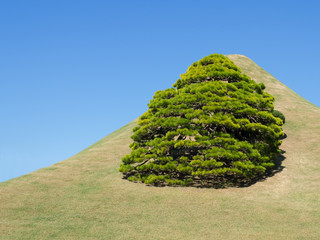 Tree on the hill