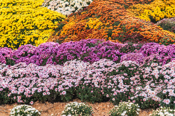 Autumn Chrysanthemum Exhibition in Kiev, Ukraine, 2016