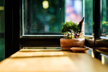 A Bonsai on the wooden table