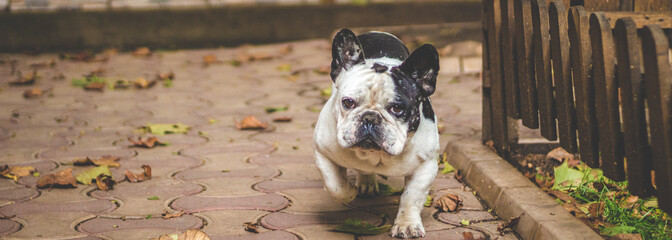 Adolph The French Bulldog
