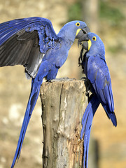 Two Hyacinth macaws (Anodorhynchus hyacinthinus) on a perch © Christian Musat