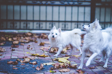 Fototapeta premium White SPitz