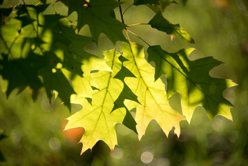 Autumn in Toronto: Light enhancing two green leaves in tree - Ca