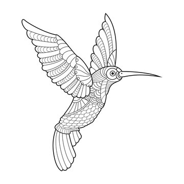 Hummingbird coloring book for adults vector