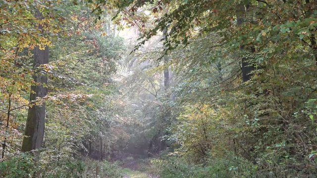 Herbstwald im Spessart, 4 K - Video