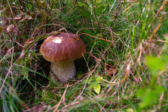 Boletus edulis or cep, penny bun, porcino, king bolete. Mushroom in it's natural habitat. Mushrooms in the autumn forest