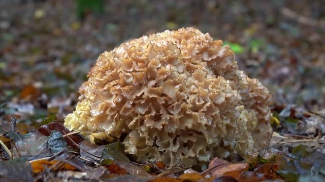 Krause Glucke, Fette Henne, Sparassis crispa, 4 K - Video