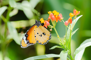 Butterfly on colorful flower in garden