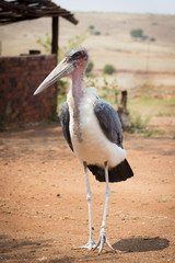 Marabou Stork (Leptoptilos crumenifer)