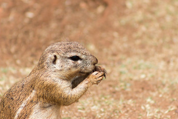 African ground squirrel (Marmotini) closeup portrait eating a nu