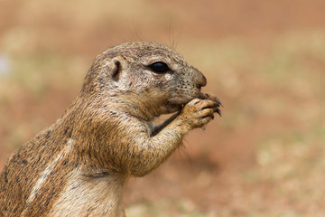 African ground squirrel (Marmotini) closeup portrait eating a nu
