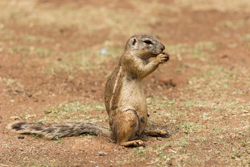 Naklejka na ściany i meble African ground squirrel (Marmotini) portrait eating a nut