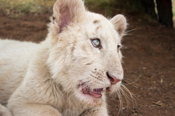 White bengal tiger cub