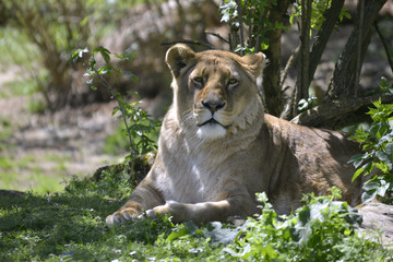 Front view lioness, Panfhera leo, lying on grass under a tree