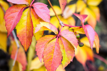 Autumn leaves of a wild grape