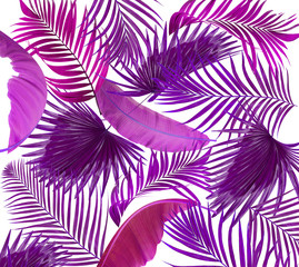 leaves of palm tree on white background