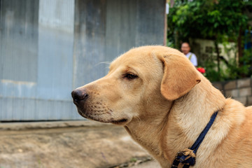 Brown dog in the streets