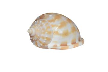 Sea shell white with yellow stripes isolated on white background