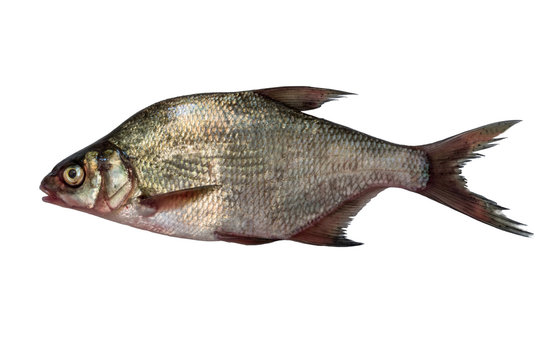 fish bream isolated on white background