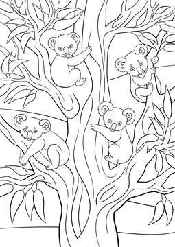 Coloring pages. Four koala babies sit on the tree.