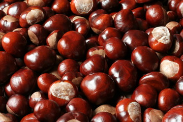 Pile of shiny chestnuts in the autumn sun