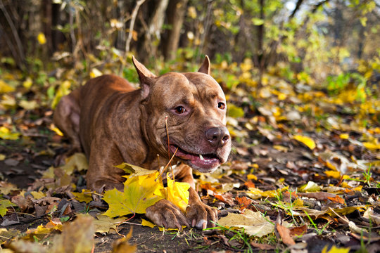 American pit bull terrier with golden autumn leaves