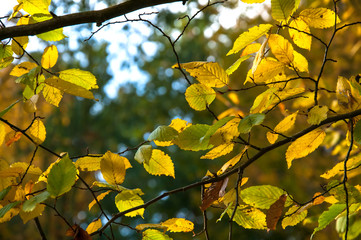 Yellow leaves in autumn