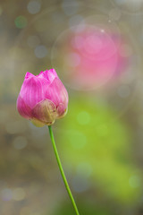 Obraz premium Morning lotus flower in the farm under warm sunlight.