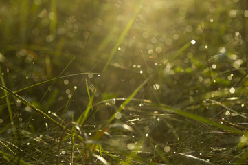 Abstract background filled with soft light with defocused blades of grass, drops and glitter bokeh lights.