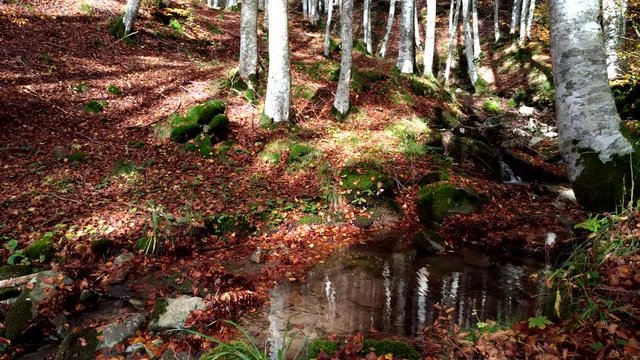Paradiso terrestre nel bosco