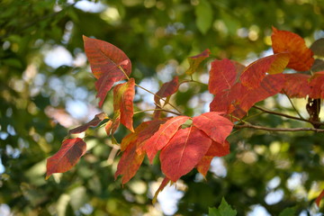 Fototapeta premium Branch of fall colored leaves against a background of still green woods and blue sky bokeh.
