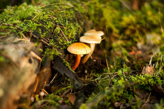 Paddestoelen in bos groeien uit boom en mos