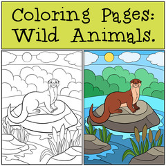 Coloring Pages: Wild Animals. Little cute otter smiles.