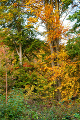 Beautiful forest in autumn