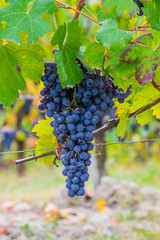 Bunch of grapes in the vineyards