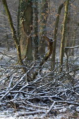 Winter im Wald