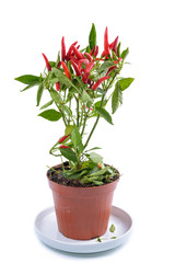 Chili Red Plant / Chili plant with green leaves on a white background.