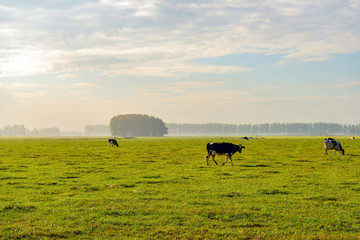 Black and white spotted cow walking in a large meadow in the Netherlands