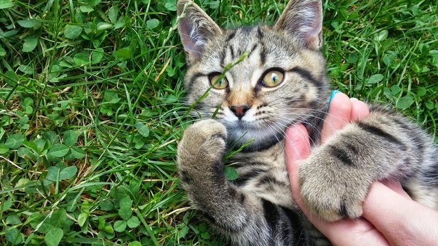 Funny face kitten in grass with person hand on chest